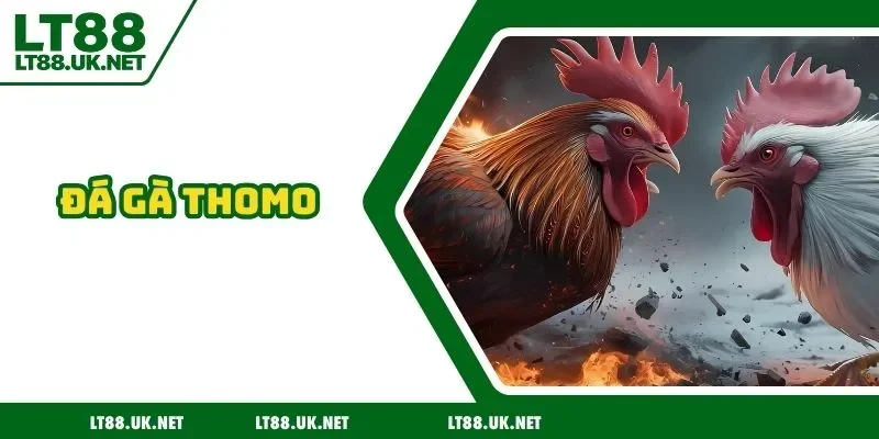 Đá gà thomo