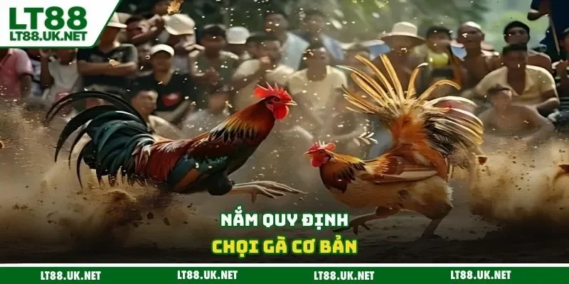 Nắm quy định chọi gà cơ bản