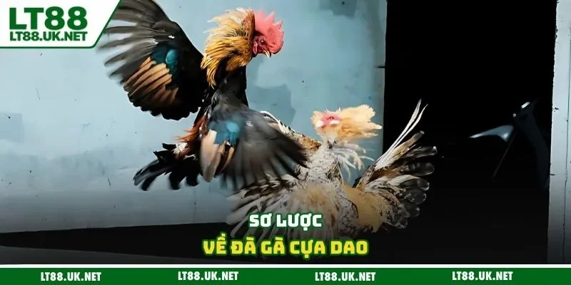 Sơ lược về đà gà cựa dao