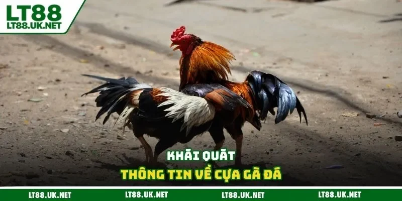 Khái quát thông tin về cựa gà đá