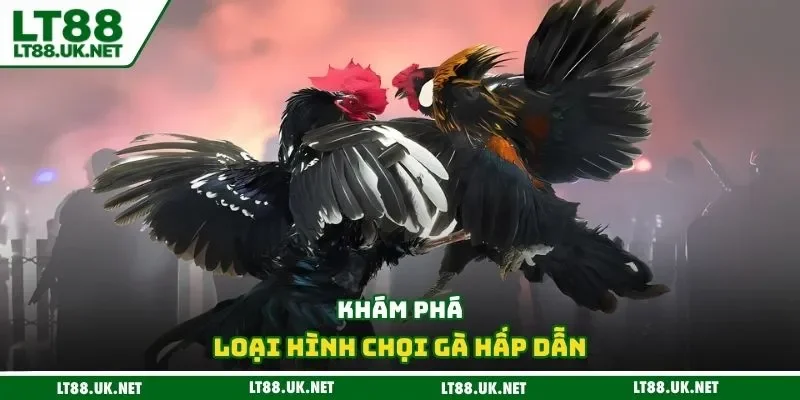Khám phá loại hình chọi gà hấp dẫn