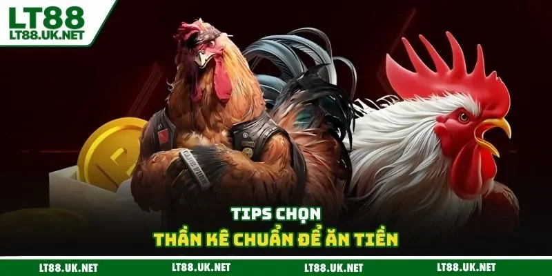 Tips chọn thần kê chuẩn để ăn tiền